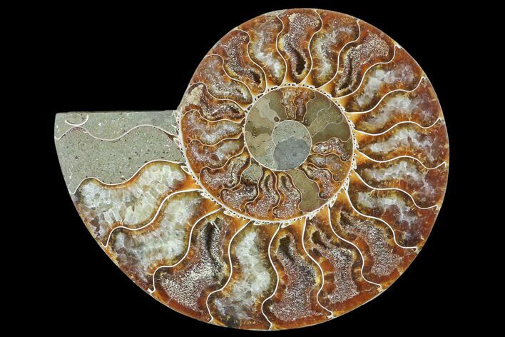 Agatized Ammonite Fossil (Half) - Madagascar #103112